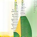Icono que representa herramientas de análisis biométrico y nutricional, mostrando la tecnología detrás de los planes.