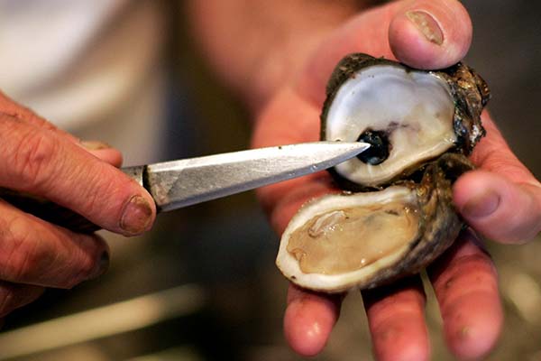 does-eating-oysters-help-increase-height